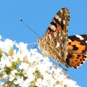 Distelvlinder (Vanessa cardui)