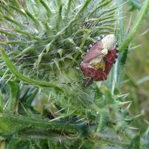 Bessenschildwants-Dolycoris baccarum bessenschildwants