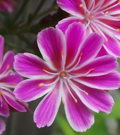 Bitterkruid (Lewisia cotyledon)