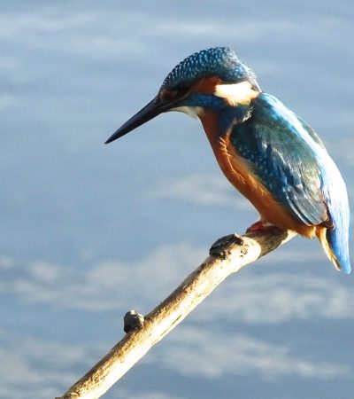 IJsvogel