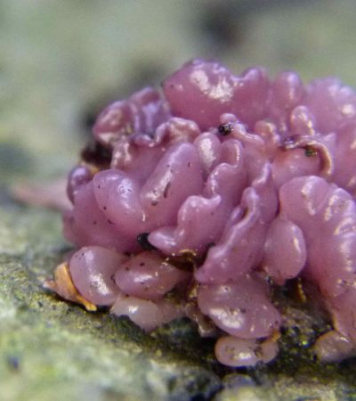 Paarse knoopzwam (Ascocoryne sarcoides)