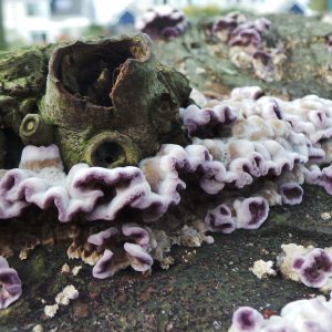 Gekraagde Aardster