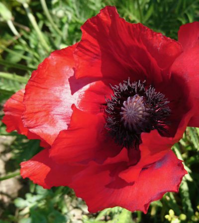 Papaver