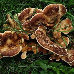 Reuzenzwam - Meripilus giganteus