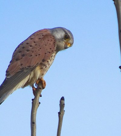 Torenvalk (Falco tinnunculus)