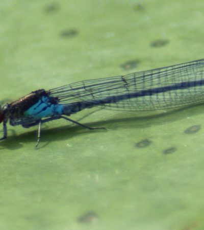 Kleine Roodoogjuffer (Erythromma-viridulum)