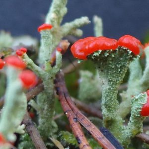 Rode Heidelucifer (Cladonia floerkeana)