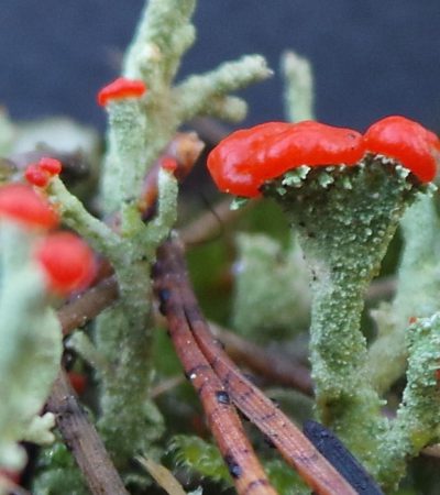 Rode Heidelucifer (Cladonia floerkeana)