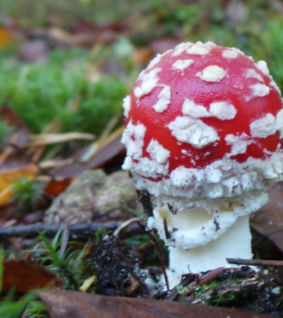 Vliegenzwam(Amanita muscaria)