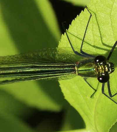 Weidebeekjuffer (Calopteryx splendens) vrouw